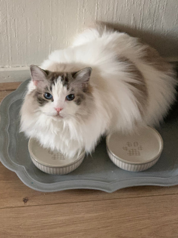 Ayla