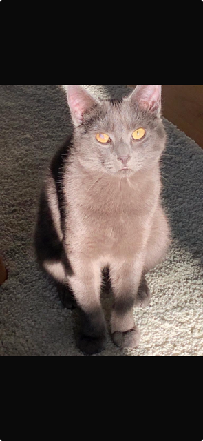 Cooper