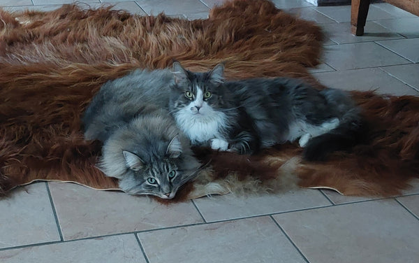 Magnum & Ola