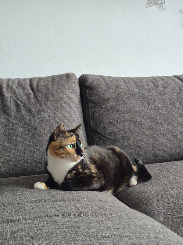 Mae