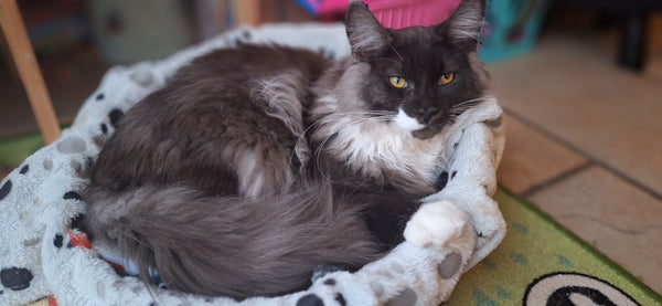 Loki