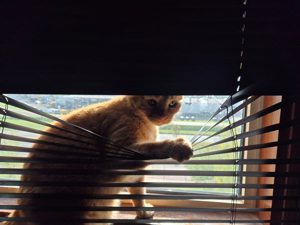 Pip