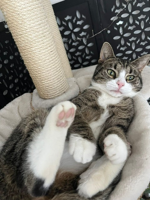 Nacho