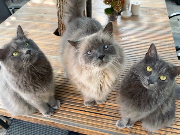 Norris, Jovi & Zena