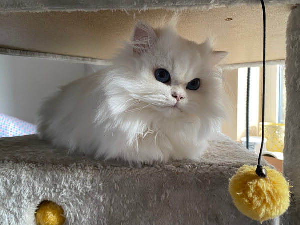 Perla