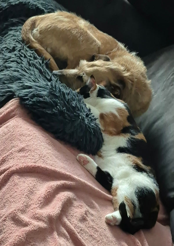 Fred & Lilo