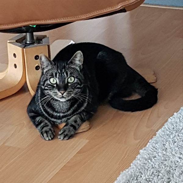 Simba