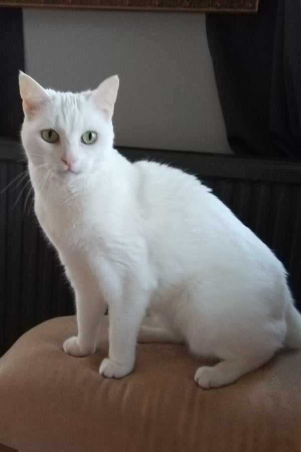 Pluisje