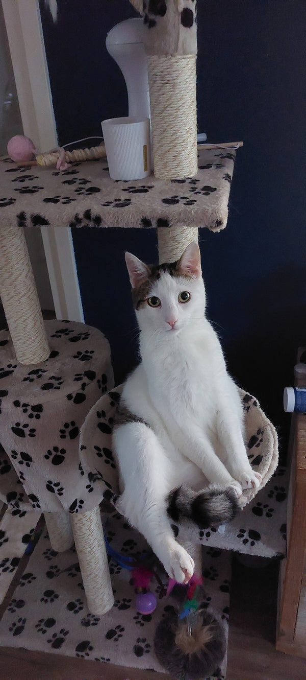 Yuki