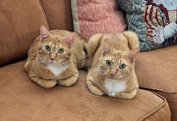 Inda & Nala