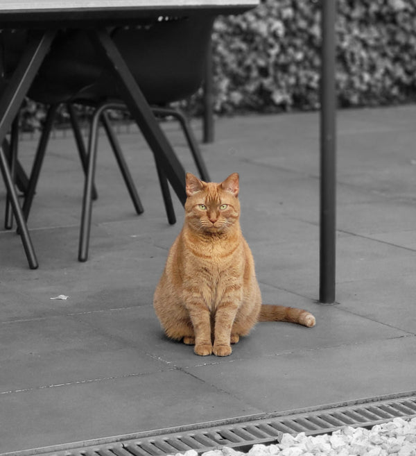 Brutus