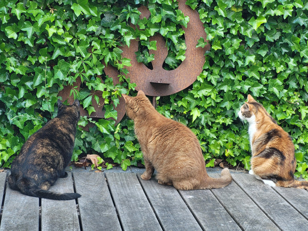 Brutus, Noah & Marley