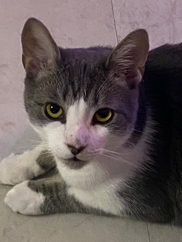 Bowie