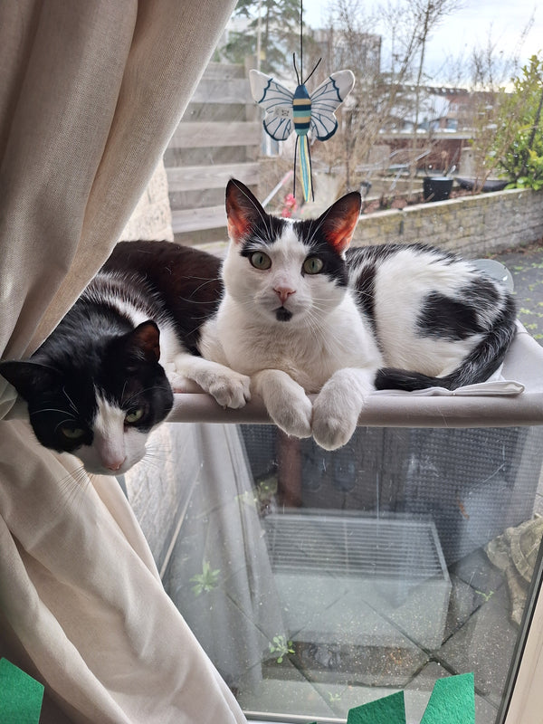 Loki & Shelby