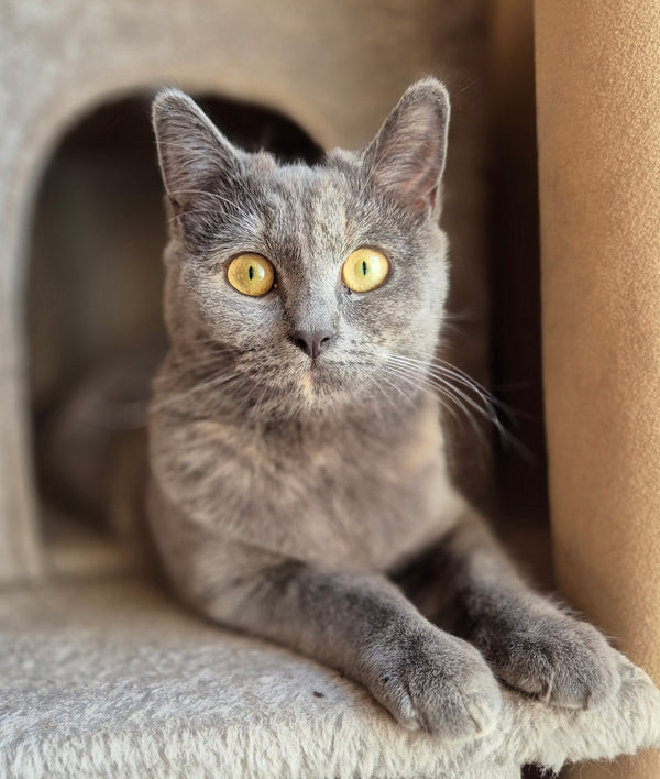 Nala