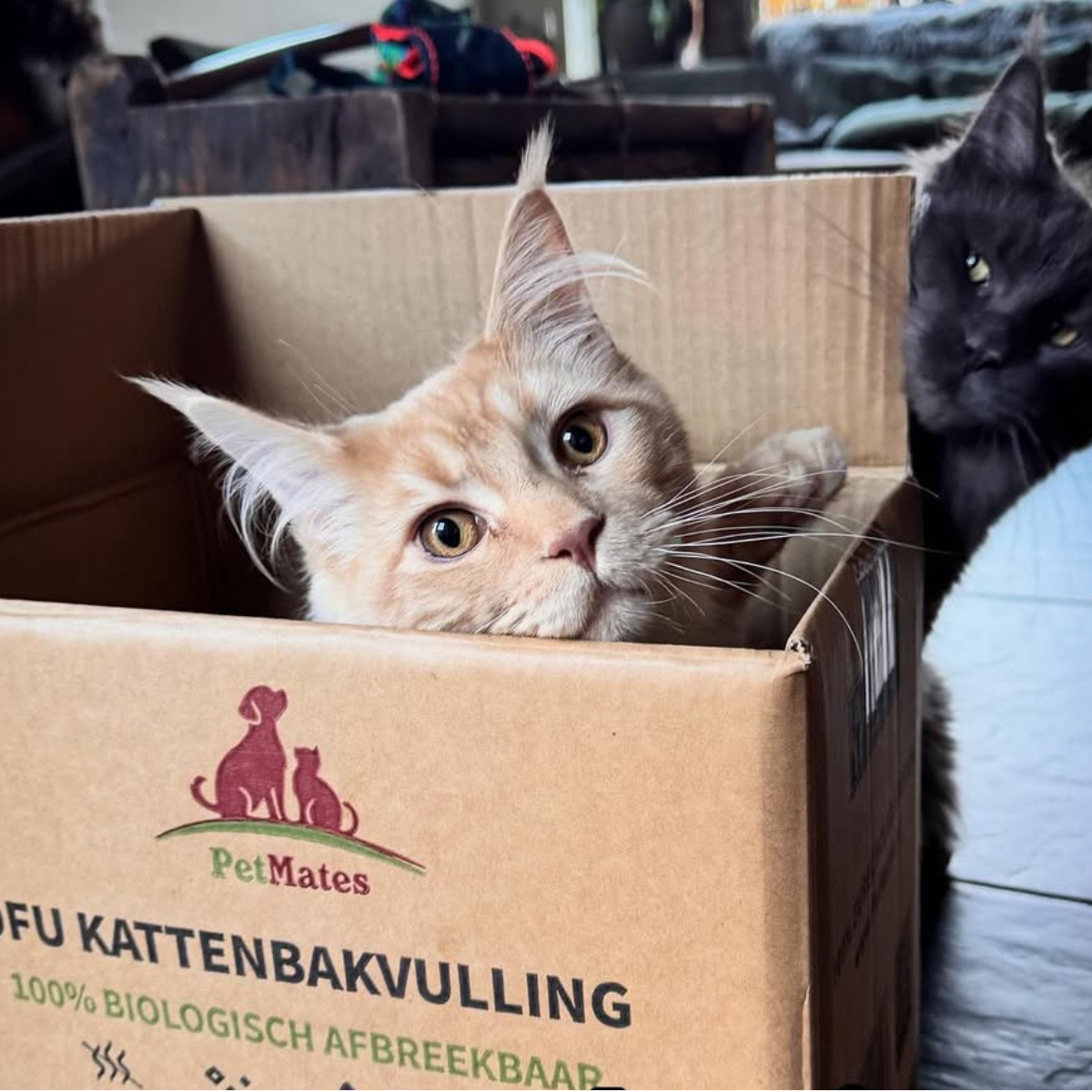 3 redenen om te kiezen voor Tofu Kattenbakvulling