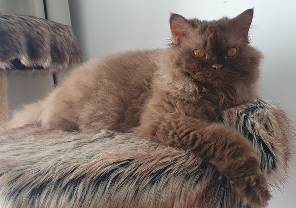 Lola