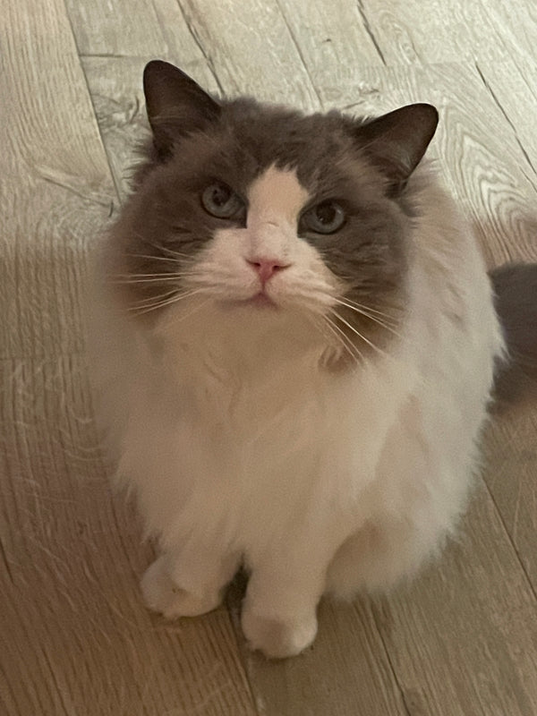 Minet