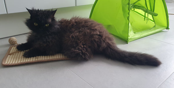 Uma